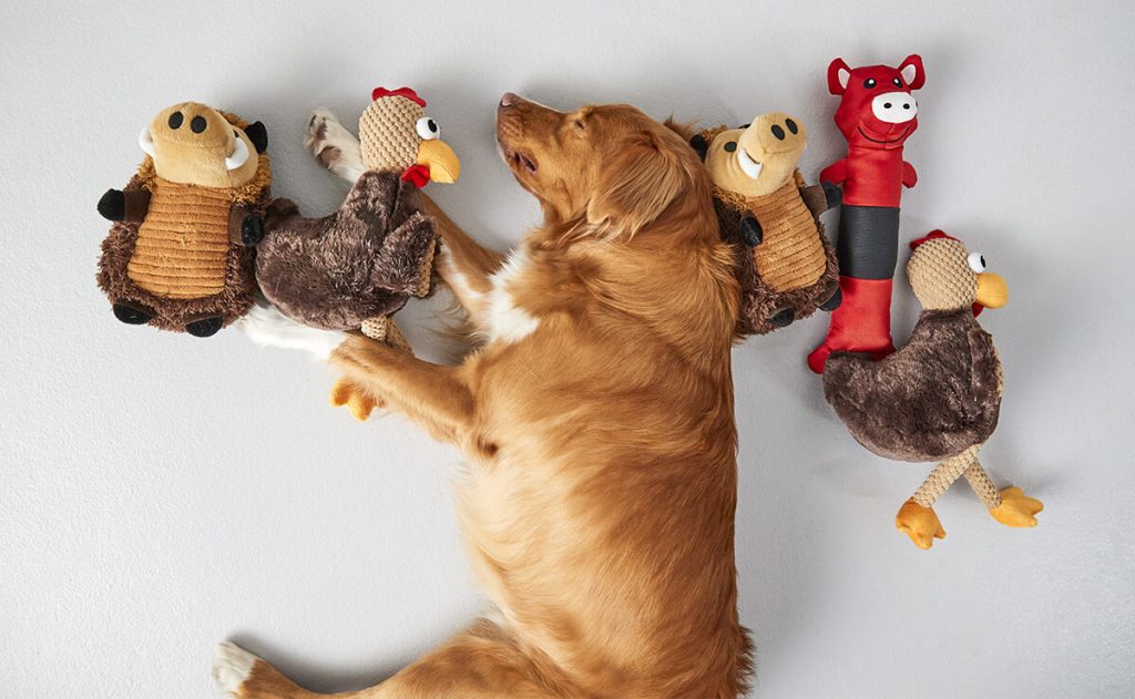 Cachorro ao lado de objetos